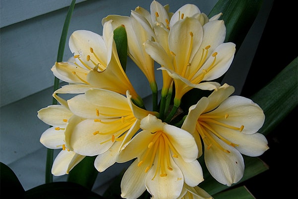 علت زرد شدن برگهای گل خورشیدی